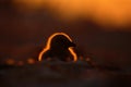 Evening wildlife scene. Brown skua, Catharacta antarctica, water bird sitting in the autumn grass, evening light, Chile. Chicken Royalty Free Stock Photo