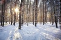 Evening winter forest. Royalty Free Stock Photo