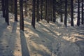 Evening winter forest in Russia Royalty Free Stock Photo