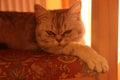 Evening silver burmilla cat portrait in yellow Royalty Free Stock Photo