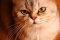 Evening silver burmilla kitten face portrait Royalty Free Stock Photo