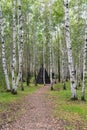 Evenk camp in a birch forest on a summer day Royalty Free Stock Photo