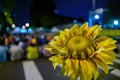 Event of the speical Sunflower Student Movement protest Royalty Free Stock Photo