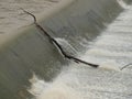 A Large Tree Branch Hangs on Lip of Dam and on Part of Spillway