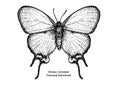 Evenus coronata, Crowned hairstreak, illustration, drawing, engraving, ink, line art, vector