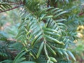 Ever green Japanese torreya, Torreya nucifera