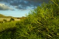 Ever-green plant growing on vulcanic lava field, Tenerife island