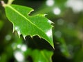 Ever green spiky leaf close up lush foliage tree