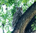 The ever-Watchful Great Horned Owl looking on. Royalty Free Stock Photo