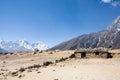 Everest base camp trekking path in Dingboche area, Nepal Royalty Free Stock Photo
