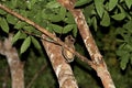 Everetts Dwergooruil, Everett\'s Scops-Owl, Otus everetti Royalty Free Stock Photo