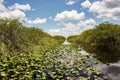 Beautiful Nature Landscape of the Everglade habitat in Miami, Florida Royalty Free Stock Photo