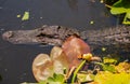 Alligator in Everglades National Park, Florida, August, 2022 Royalty Free Stock Photo