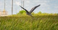 The anhinga, sometimes called snakebird, darter, American darte in Everglades National Park, Florida