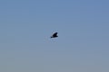 Everglade Snail Kite (Rostrhamus sociabilis) flying overhead against blue sky Royalty Free Stock Photo