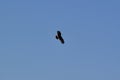 Everglade Snail Kite (Rostrhamus sociabilis) flying overhead against blue sky Royalty Free Stock Photo