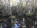 Everglade swamp