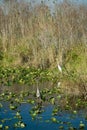 Everglades in Miami Royalty Free Stock Photo