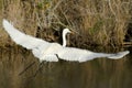 Bird flying in Everglades Royalty Free Stock Photo