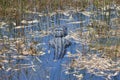 Everglades Alligator swimming in marsh