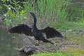 Everglades Anhinga bird Royalty Free Stock Photo