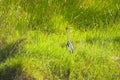 Everglades bird Royalty Free Stock Photo