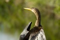 Bird in Florida Everglades Royalty Free Stock Photo