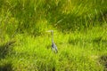 Everglades bird Royalty Free Stock Photo