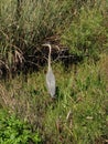 Everglades Bird Royalty Free Stock Photo