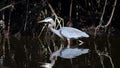 Everglades bird Royalty Free Stock Photo