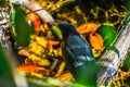 An Everglades Black Bird in Miami, Florida Royalty Free Stock Photo