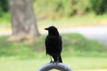 Everglades black bird Royalty Free Stock Photo