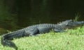 Everglades Crocodile Royalty Free Stock Photo