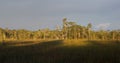 Everglades Cypress Dome at Sunset