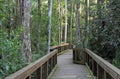 Everglades Cypress Swamp