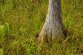 Everglades cypress tree