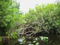 the everglades in florida Royalty Free Stock Photo