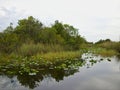 the everglades in florida Royalty Free Stock Photo