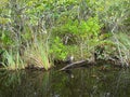 the everglades in florida Royalty Free Stock Photo