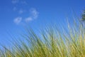 Everglades grass against blue sky