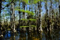 Everglades National Park Royalty Free Stock Photo