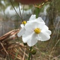 Everglades Swam Lands In Everglades Florida Bloom Royalty Free Stock Photo