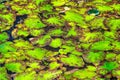 The Everglades. Swamp or lake top view with nenuphars or water lily pads. Natural background with deep marsh and lotus leaves Royalty Free Stock Photo