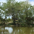 Everglades Swamp Lands In Everglades Florida Royalty Free Stock Photo