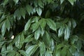 Evergreeen foliage of Cocculus laurifolius