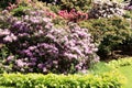 Evergreen, all in flowered rhododendrons.