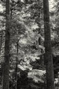 Evergreen Backlit Forest B&W Royalty Free Stock Photo