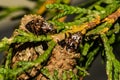 Evergreen Bagworm eating an ornamental cedar