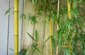 Evergreen Bambusa plant with golden bamboo stem and green leaves on wooden background close up.