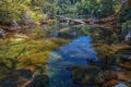 Evergreen beech forest near foot of Andes mountains, Patagonia